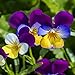 Outsidepride Viola Johnny Jump Up Plant Flower - 5000 Seeds new 2024