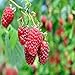 Boyne Raspberry - 5 Golden Raspberry Plants - Everbearing - Organic Grown - new 2024