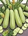 Seeds Squash Zucchini Aspirant 38 Days White Bush Vegetable for Planting Heirloom Non GMO new 2024