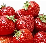 Photo 100 Pcs Strawberry Seeds - Strawberry Seeds for Planting Outdoor - Non GMO - High Germination - High Yield - Sweet and Melt in The Mouth - Heirloom Fruit Seed, best price $10.86 ($0.11 / Count), bestseller 2024