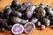 Simply Seed - Purple Majesty - Naturally Grown Seed Potatoes - 5 LB- Ready for Spring Planting new 2024