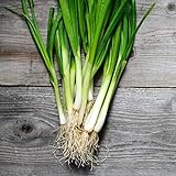 Photo 250+ Seeds of White Tokyo Long Bunching Onion, Allium fistulosum, Non-GMO, Untreated, Open Pollinated, Japanese Heirloom Seeds, best price $6.99, bestseller 2024