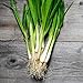 250+ Seeds of White Tokyo Long Bunching Onion, Allium fistulosum, Non-GMO, Untreated, Open Pollinated, Japanese Heirloom Seeds new 2024