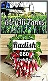 Photo Over 660 Radish Seeds for Planting-3 Grams of Heirloom & Non-GMO Seeds with Instructions to Plant The Perfect Kitchen Herb Garden, Indoor Or Outdoor. Great Gardening Gift. Microgreens. by B&KM Farms, best price $4.49 ($0.01 / Count), bestseller 2024