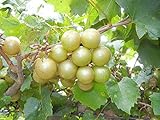 Photo Pixies Gardens Tara Muscadine Grape Vine Shrub Live Fruit Plant for Planting - Bronze Colored Quality Fruit On Fast Growing (1 Gallon - Set of 2 Potted), best price $54.99 ($27.50 / Count), bestseller 2024