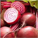 Photo Seed Needs, Chioggia Beets (Beta vulgaris) Bulk Package of 2,000 Seeds Non-GMO, best price $7.49, bestseller 2024