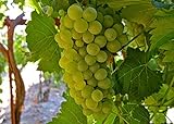 Photo Heirloom 50 Seeds Green Grape Fruit Vine Vitis Vinifera Seeds, best price $3.00, bestseller 2024