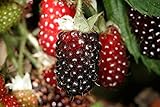 Photo Hello Organics Boysenberry Plants Original Price Includes Four (4) Plants, best price $25.49, bestseller 2024