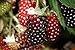 Hello Organics Boysenberry Plants Original Price Includes Four (4) Plants new 2024