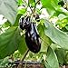 Berenjena, semillas de berenjena - Solanum melongena nuevo 2024