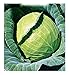 Semillas de col de Copenhague - verduras - brassica oleracea - cp002 - las mejores semillas de plantas - flores - frutas raras - coliflores - idea de regalo original - 3300 semillas aproximadamente nuevo 2024