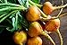 Remolacha naranja 500 piezas semillas de remolacha azúcar semillas de verduras no GMO para la plantación de jardín en casa fácil de cuidar principiantes adecuados nuevo 2024