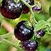Tomato Schwarze ''Black Pirat'' 25 x Samen aus Portugal 100% Natursamen ohne chemische Anzuchthilfen oder Gentechnik neu 2024