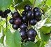 Cutdek 20 Seeds Muscadine Grape Vitis rotundifolia E165, Great Home Orchards new 2024