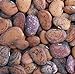 Jackson Wonder Butterbean Bush Lima Bean Seed Heirloom Beans 25 Count Seeds new 2024