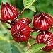 Red Roselle Seeds (Hibiscus sabdariffa) Packet of 50 Seeds new 2024
