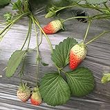 Photo Heirloom Red Strawberry 200+ Seeds, best price $7.50 ($0.04 / Count), bestseller 2024