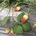 Heirloom Red Strawberry 200+ Seeds new 2024