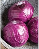Photo David's Garden Seeds Cabbage Ruby Perfection 7742 (Red) 100 Non-GMO, Hybrid Seeds, best price $3.95, bestseller 2024