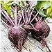 Long Season Lutz Beets Seeds (((50 Seed Packet))) (More Heirloom, Organic, Non GMO, Vegetable, Fruit, Herb, Flower Garden Seeds at Seed King Express) new 2024