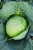Photo Burpee Brunswick Cabbage Seeds 260 seeds, best price $6.00, bestseller 2024