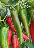 Photo 100 Anaheim Chili Pepper Seeds | Non-GMO | Fresh Garden Seeds, best price $5.95, bestseller 2024