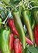 100 Anaheim Chili Pepper Seeds | Non-GMO | Fresh Garden Seeds new 2024