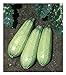 David's Garden Seeds Zucchini Tender Grey 5312 (Green) 50 Non-GMO, Heirloom Seeds new 2024