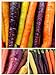 Homegrown Carrot Seeds, 1000 Seeds, Rainbow Supreme Carrot Mixture No GMO new 2024