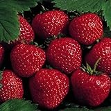 Photo 25 Earliglow Strawberry Plants - Bareroot - The Earliest Berry!, best price $19.19 ($0.77 / Count), bestseller 2024