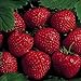 25 Earliglow Strawberry Plants - Bareroot - The Earliest Berry! new 2024