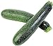 50 Black Beauty Zucchini Summer Squash Cucurbita Pepo Vegetable Seeds new 2024