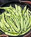 Burpee Early Italian Bush Bean Seeds 2 ounces of seed new 2024