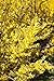 Goldglöckchen Forsythia 'Week-End' -R- im Topf gewachsen ca. 60-80cm neu 2024
