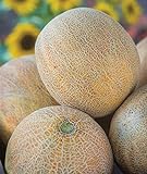 Photo Burpee Ambrosia Cantaloupe Melon Seeds 30 seeds, best price $7.97 ($0.27 / Count), bestseller 2024