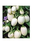 Foto Aubergine White Mini - Eierfrucht - 20 Samen, bester Preis 1,60 €, Bestseller 2024