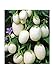Aubergine White Mini - Eierfrucht - 20 Samen neu 2024