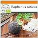 SAFLAX - Ecológico - Rábano - Español Negro - 100 semillas - Raphanus sativus nuevo 2024