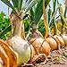 David's Garden Seeds Onion Short-Day Texas Grano 1015Y 1766 (Yellow) 200 Non-GMO, Heirloom Seeds new 2024