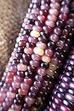 Photo Amethyst Dream Purple Glass Gem Cherokee Indian Corn Heirloom Premium Seed Packet + More, best price $4.99, bestseller 2024