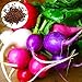 Gemüsesamensorten - 150Pcs / Bag Karottensamen Saftig Leckere Leckere Nahrhafte Mischfarbe Rettich Gemüse Pflanzen Samen für Outdoor Kinder Anfänger Gärtner Geschenk -1 # neu 2024