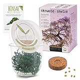 Foto GROW2GO Bonsai Kit incl. eBook GRATUITO - Set con mini invernadero, semillas y tierra - idea de regalo sostenible para los amantes de las plantas (Wisteria), mejor precio 15,90 €, éxito de ventas 2024