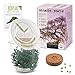 GROW2GO Bonsai Kit incl. eBook GRATUITO - Set con mini invernadero, semillas y tierra - idea de regalo sostenible para los amantes de las plantas (Wisteria) nuevo 2024