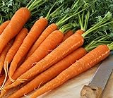 Photo Pelleted - Tendersweet Carrot Seeds - Pelleted - Wow!! These are Sooooo Good!!!!(100 - Seeds), best price $10.99 ($0.11 / Count), bestseller 2024