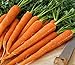 Pelleted - Tendersweet Carrot Seeds - Pelleted - Wow!! These are Sooooo Good!!!!(100 - Seeds) new 2024