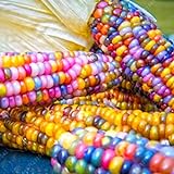 Photo Rosepoem Graines de maïs indien 30 pcs Graines de maïs Graine de maïs arc-en-ciel, meilleur prix 4,98 €, best-seller 2024