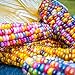 Rosepoem Semillas de maíz Indio 30pcs Semillas de maíz Semilla de maíz Arcoiris nuevo 2024