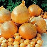 Foto 1 Beutel Zwiebelsamen zum Anpflanzen, saftige, fettarme georgische Fruchtsamen für Küche, Garten und Balkon - Zwiebelsamen, bester Preis 2,89 €, Bestseller 2024