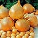 1 Beutel Zwiebelsamen zum Anpflanzen, saftige, fettarme georgische Fruchtsamen für Küche, Garten und Balkon - Zwiebelsamen neu 2024
