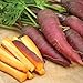 Cosmic Purple Carrot Seeds, 500 Heirloom Seeds Per Packet, Non GMO Seeds, Isla's Garden Seeds new 2024